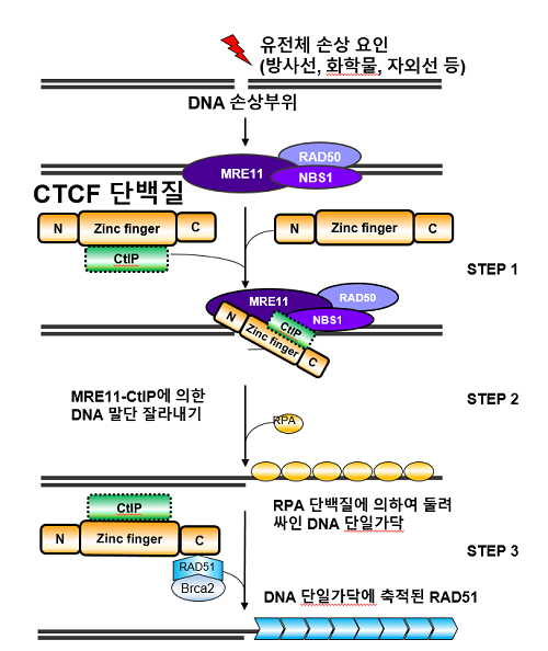 아주대 연구팀, 유전체 손상 복구하는 'CTCF' 단백질 규명