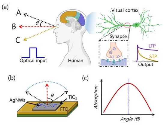 徐亨卓教授组开发出临摹人类生物视觉的环境适应型光传感器